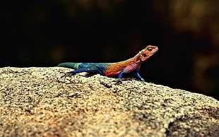 brown and blue lizard on rock selective focus photo HD wallpaper